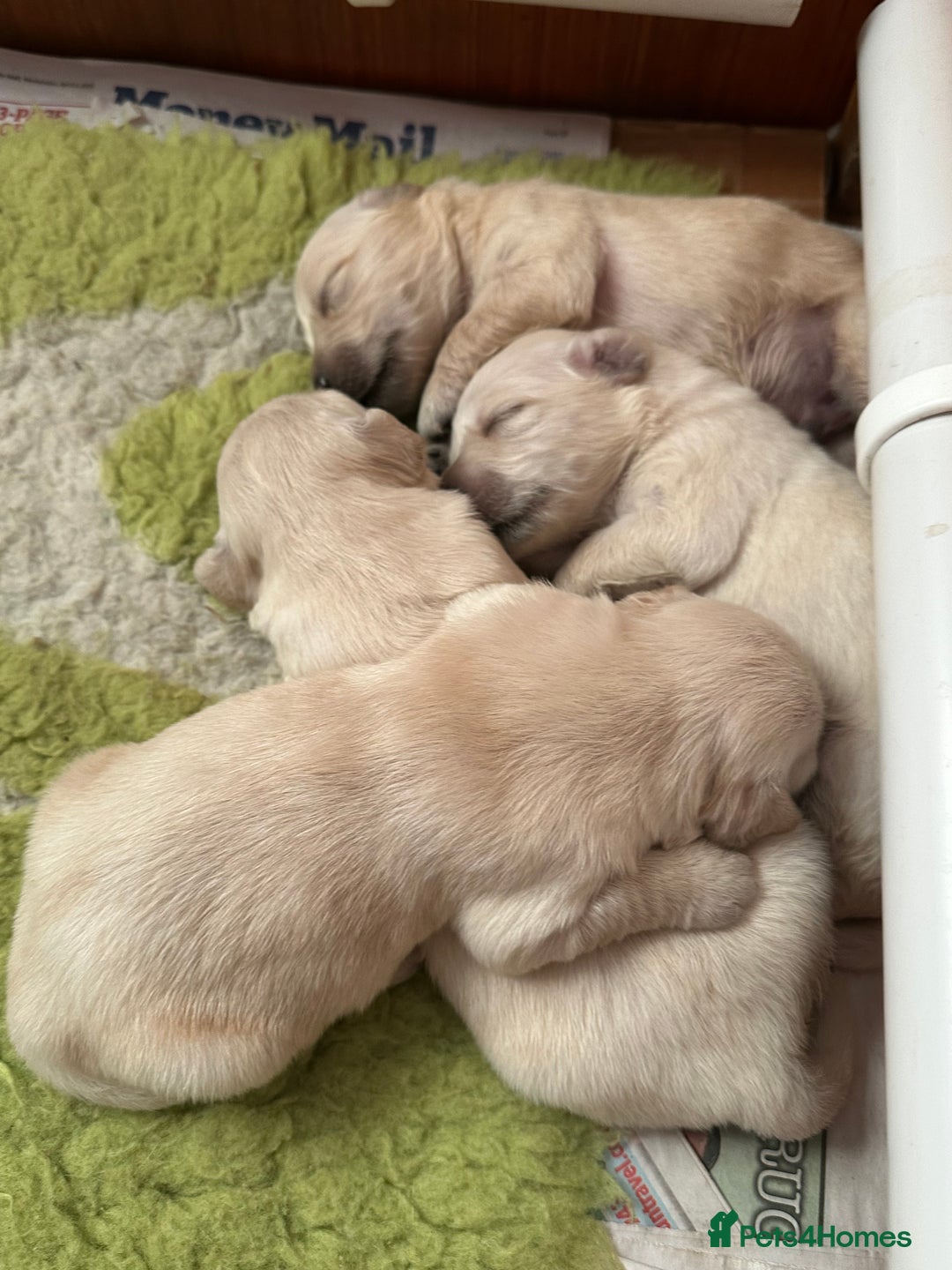 Golden Retriever dogs for sale: Golden Retriever pups - Image 10