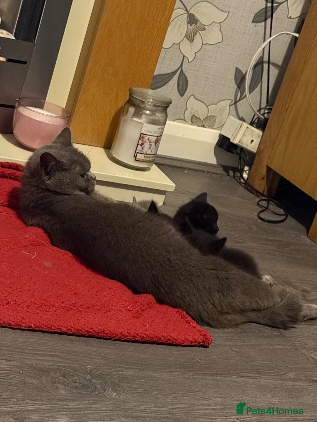 Mixed Breed cats for sale: British blue short hair cross kittens  - Advert 2