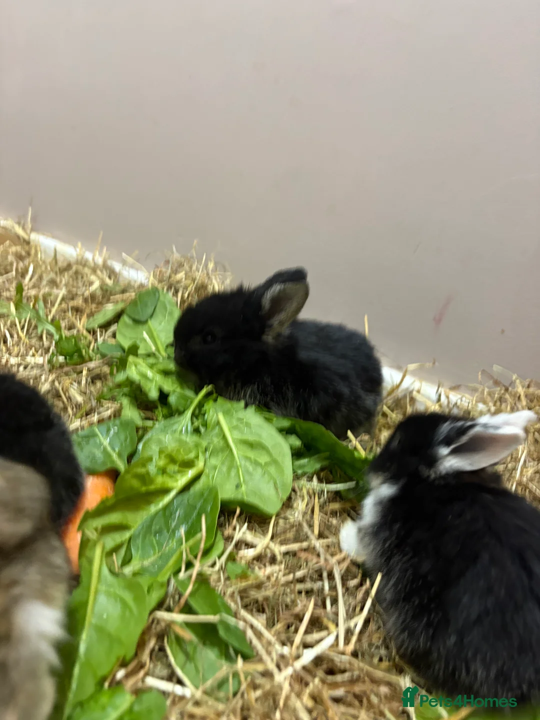 Mixed Breed rabbits for sale: Baby rabbits for sale  - Advert 5