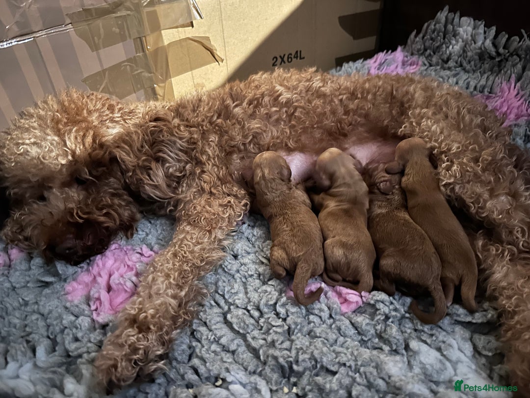 Cockapoo dogs for sale: Cockapoo - Advert 9