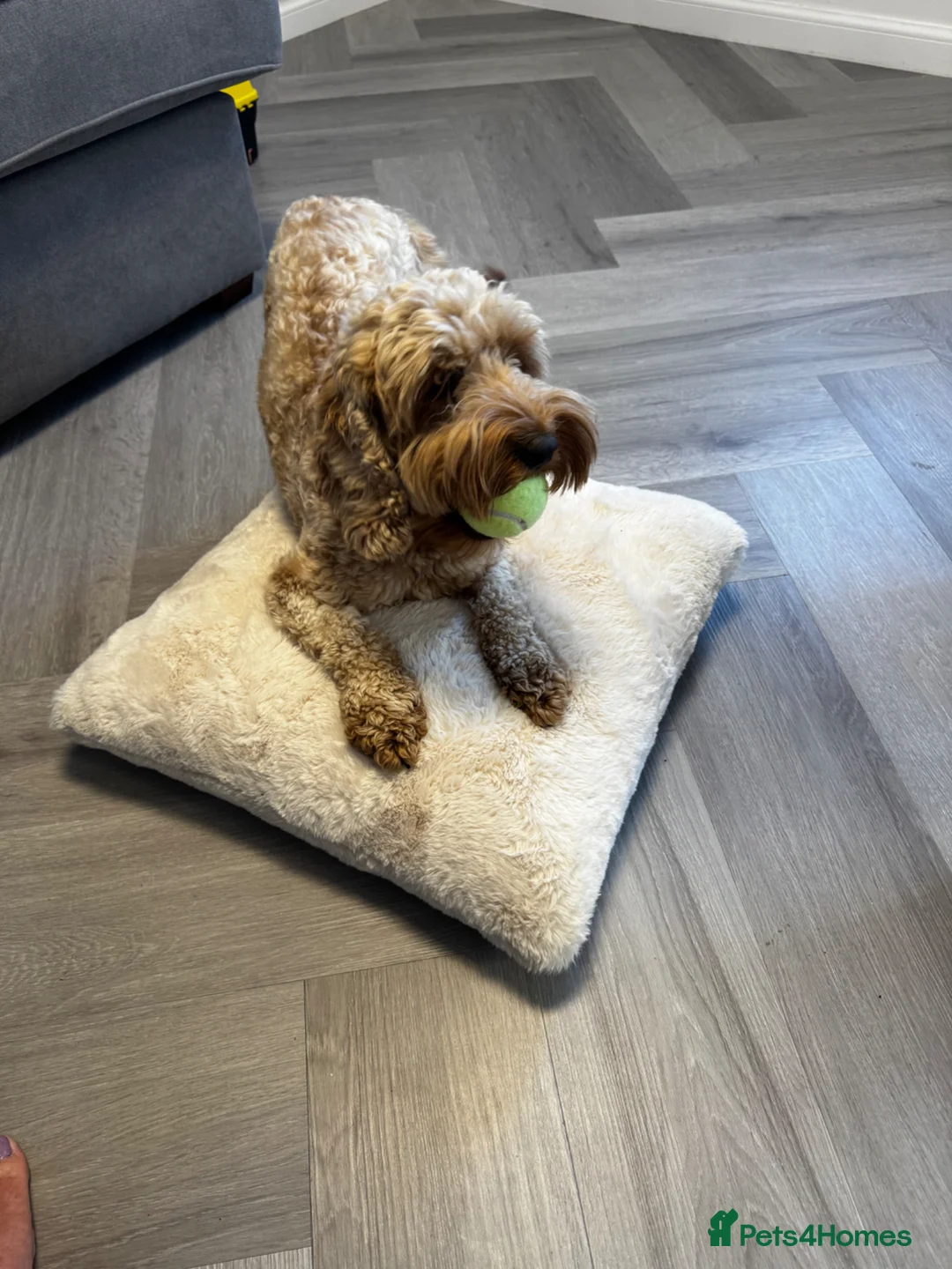 Cockapoo dogs for sale: Honey - Advert 5