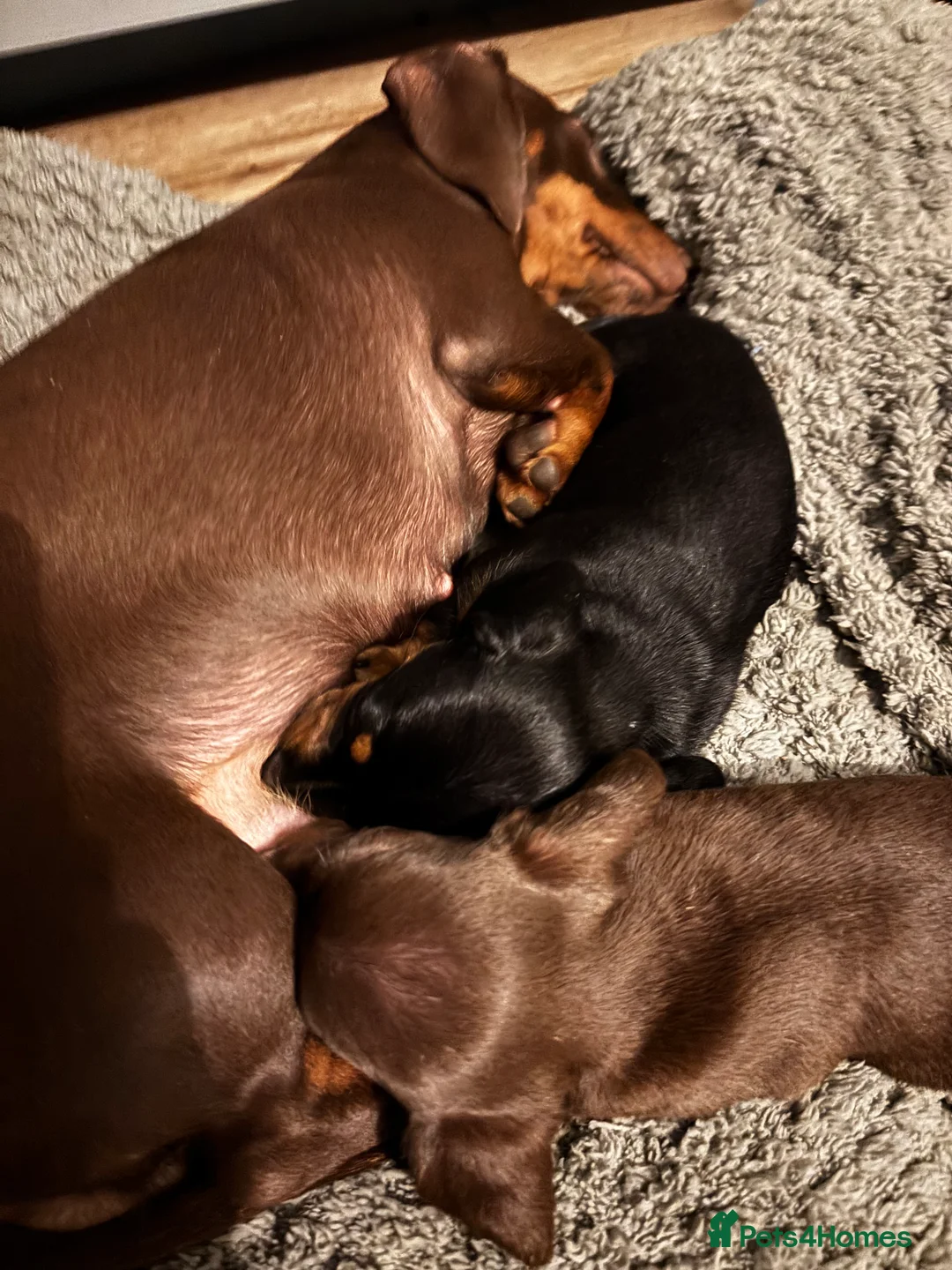 Miniature Dachshund dogs for sale: Miniature dachshund puppy for sale - Advert 2
