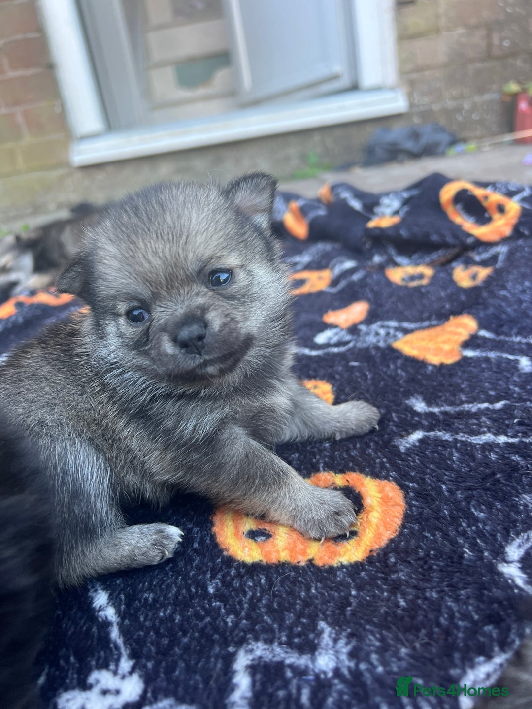 Pomchi dogs for sale: 3 pomchis looking for there forever homes 🐶 - Image 17