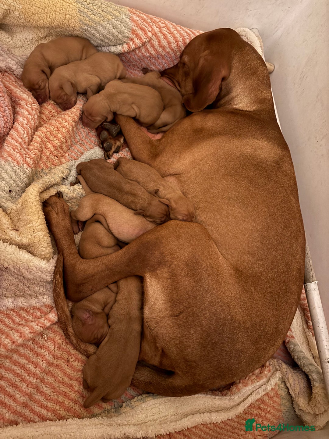 Hungarian Vizsla dogs for sale: Ready to leave KC Registered Vizsla Puppy  - Advert 13