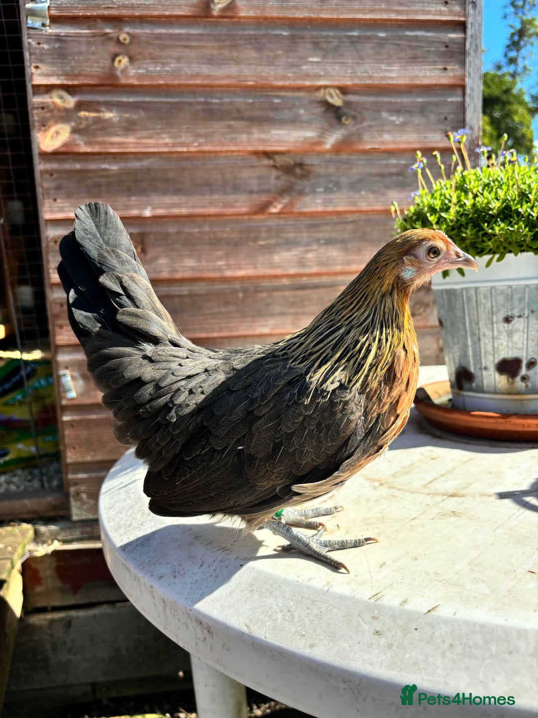 Chickens poultry for sale: Gold Partridge Dutch bantams - Advert 2