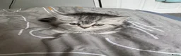 British Shorthair cats for sale: British short hair kittens X3 in Horsham - Advert 8