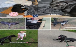 Mixed Breed dogs for sale: Needs a loving home  - Image 18