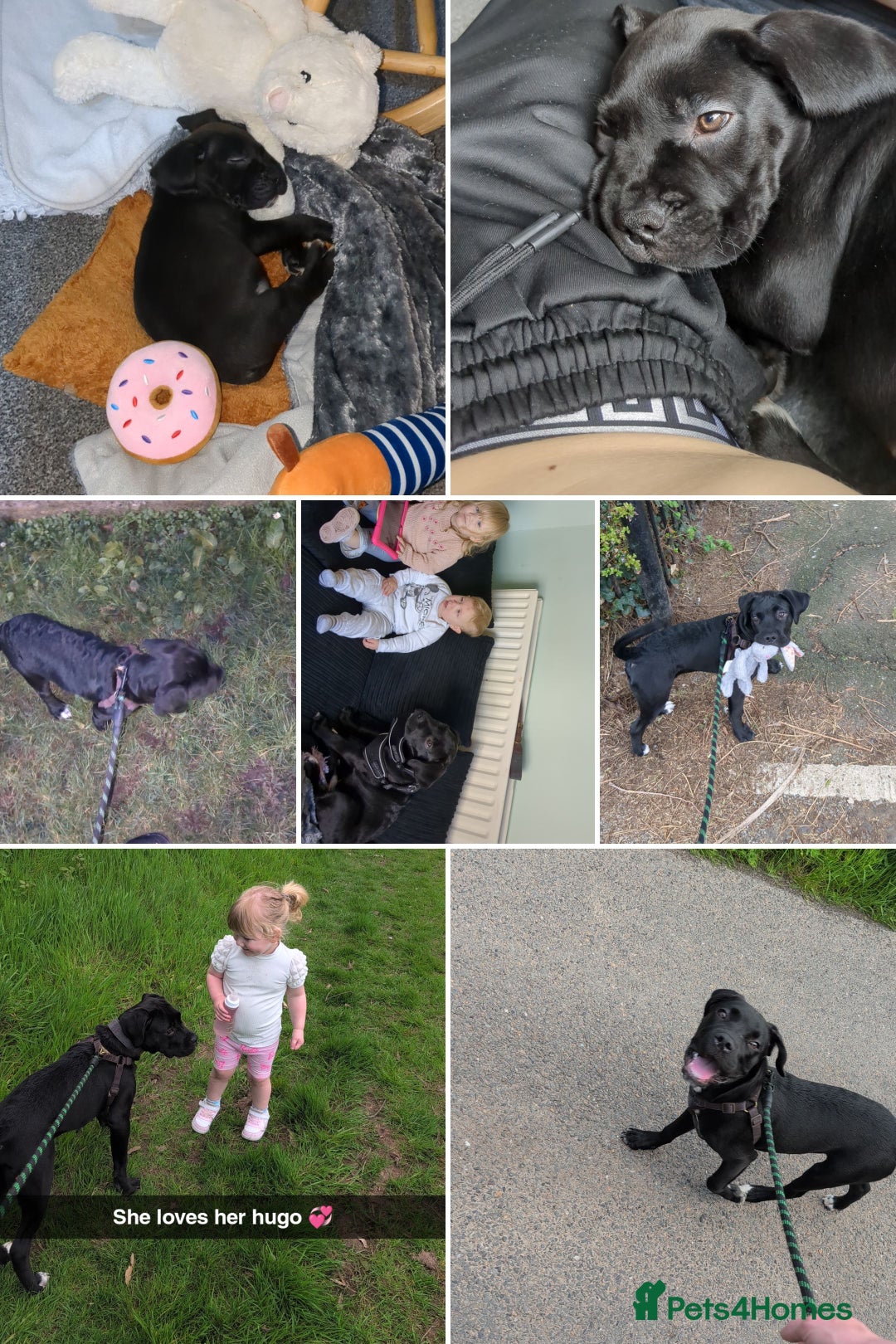 Mixed Breed dogs for sale: Needs a loving home  - Image 18