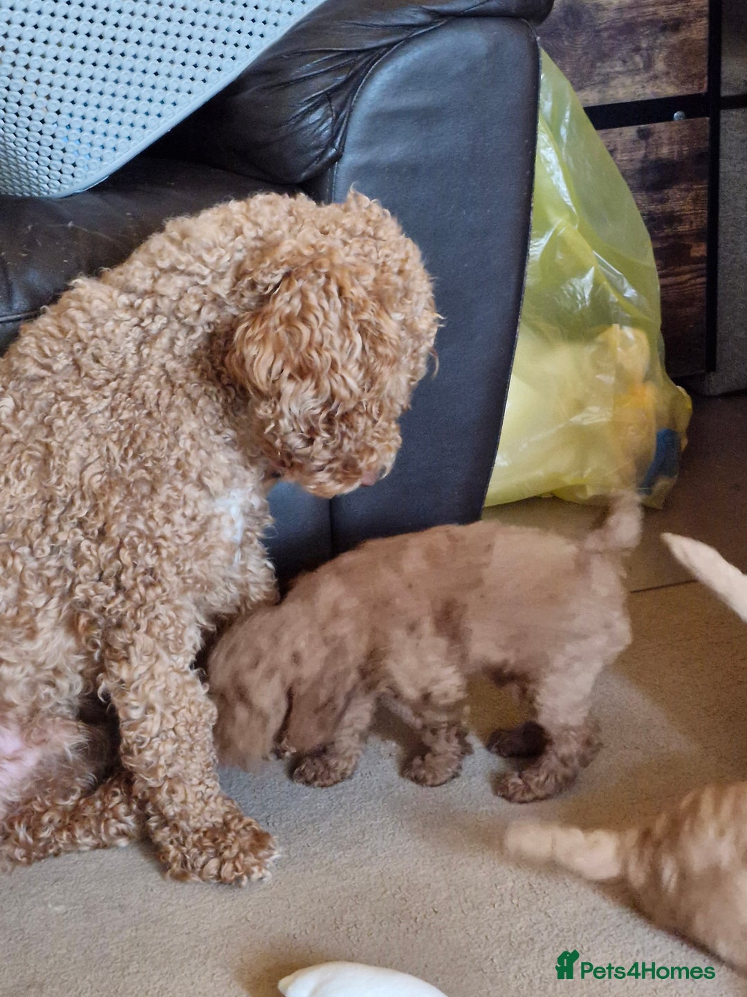 Mixed Breed dogs for sale: Adorable puppies ready from 22 12.25 - Advert 11