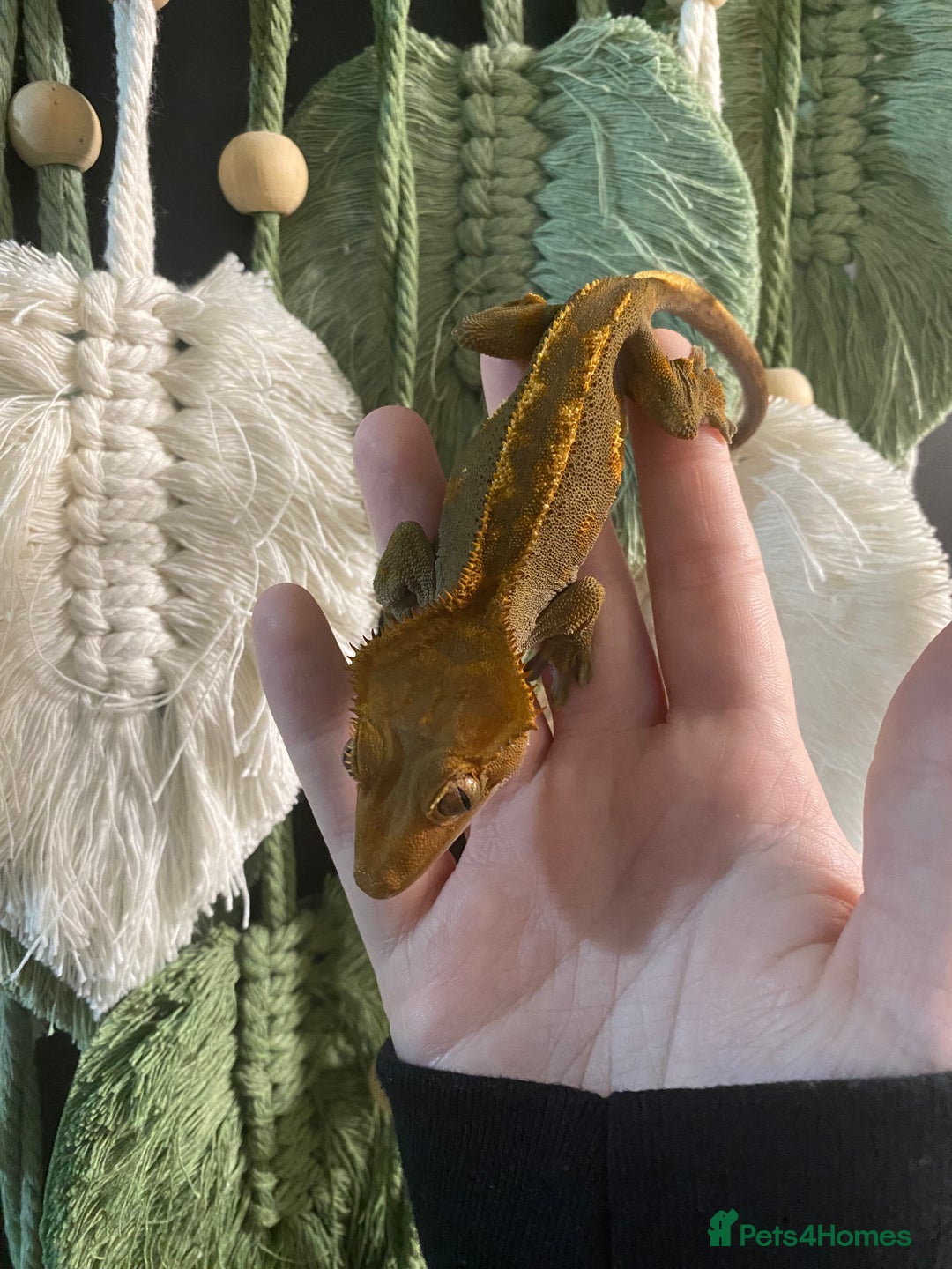 Gecko reptiles for sale: Crested Gecko babies - Advert 4