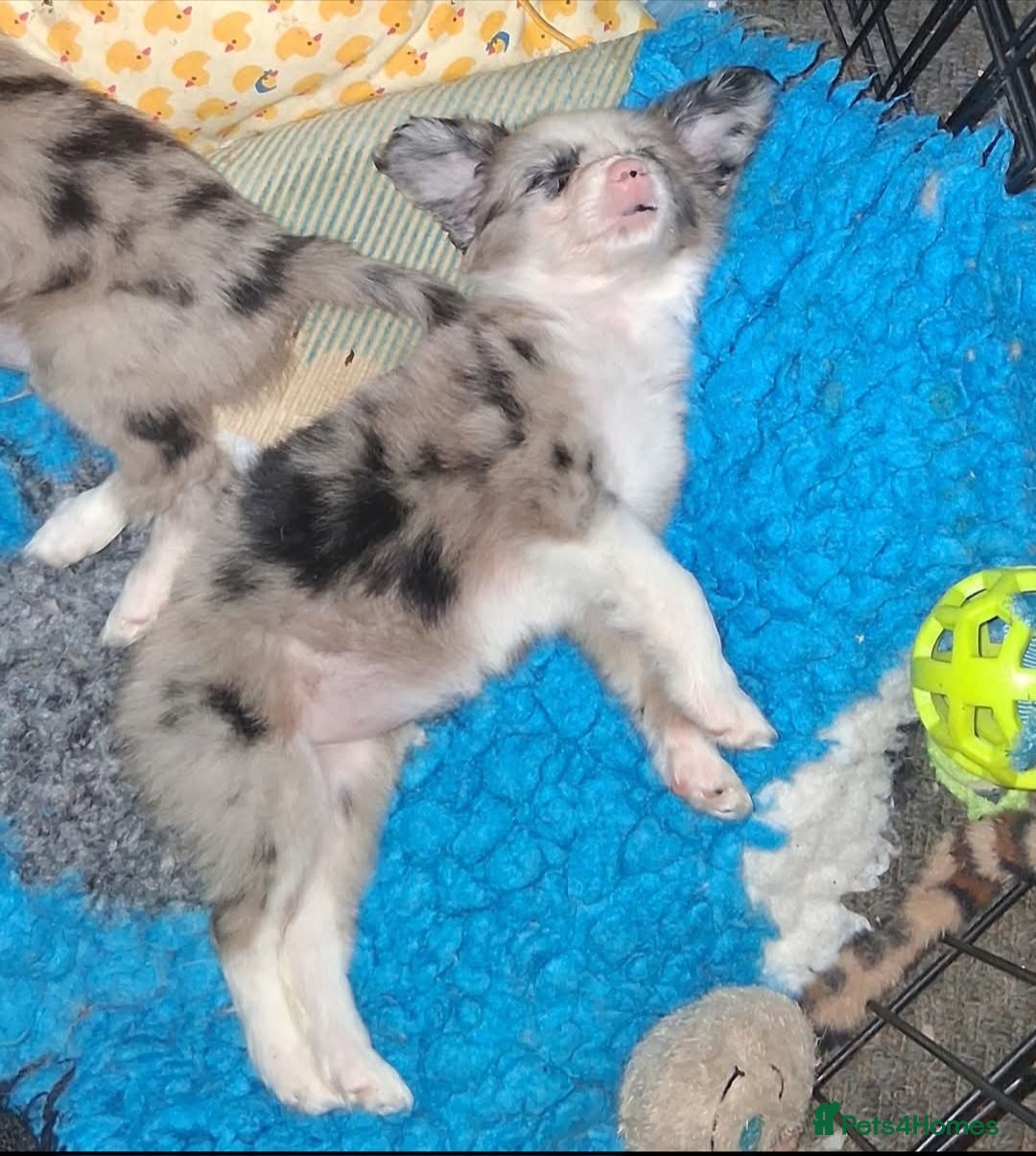 Mixed Breed dogs for sale: Papillon x collie - Image 15