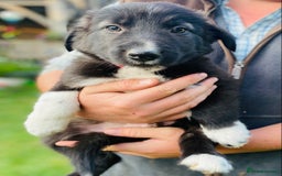 Border Collie dogs for sale: *7 Adorable Border collie pups* - Image 8