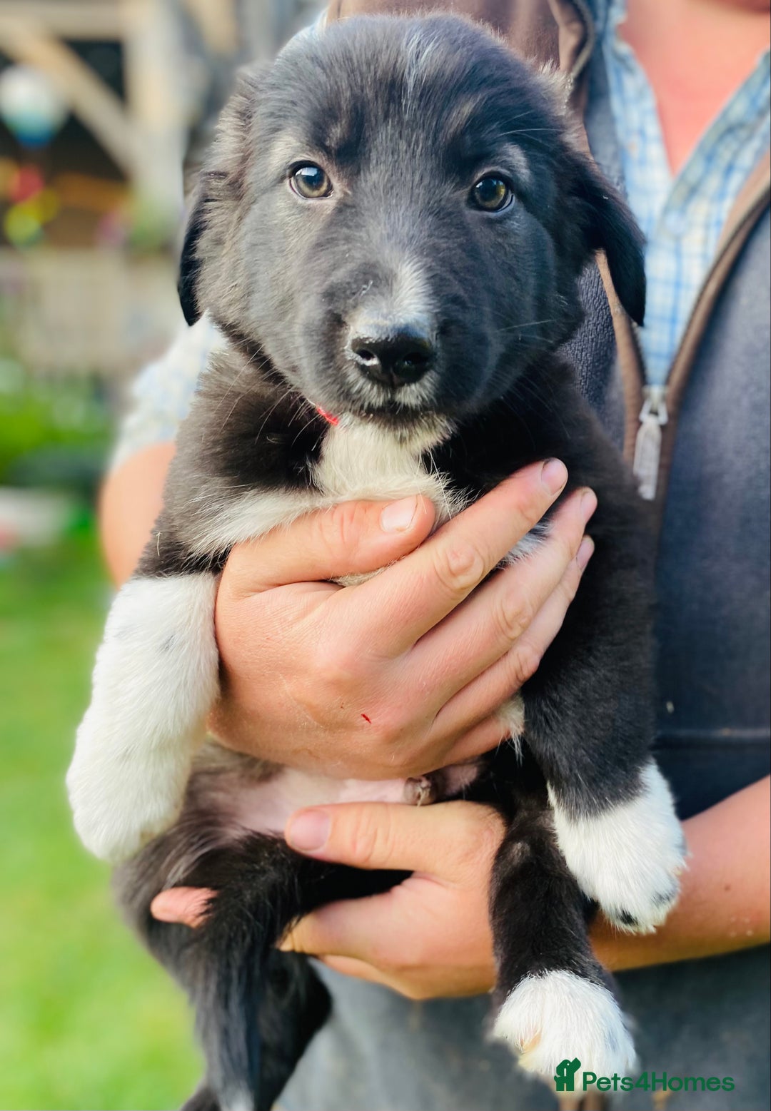 Border Collie dogs for sale: *7 Adorable Border collie pups* - Image 8