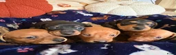 Miniature Dachshund dogs for sale: Kc reg 5 mini dachshund for sale  - Advert 18