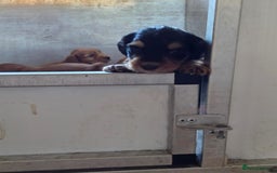 Cocker Spaniel dogs for sale: working cocker spaniels - Advert 4