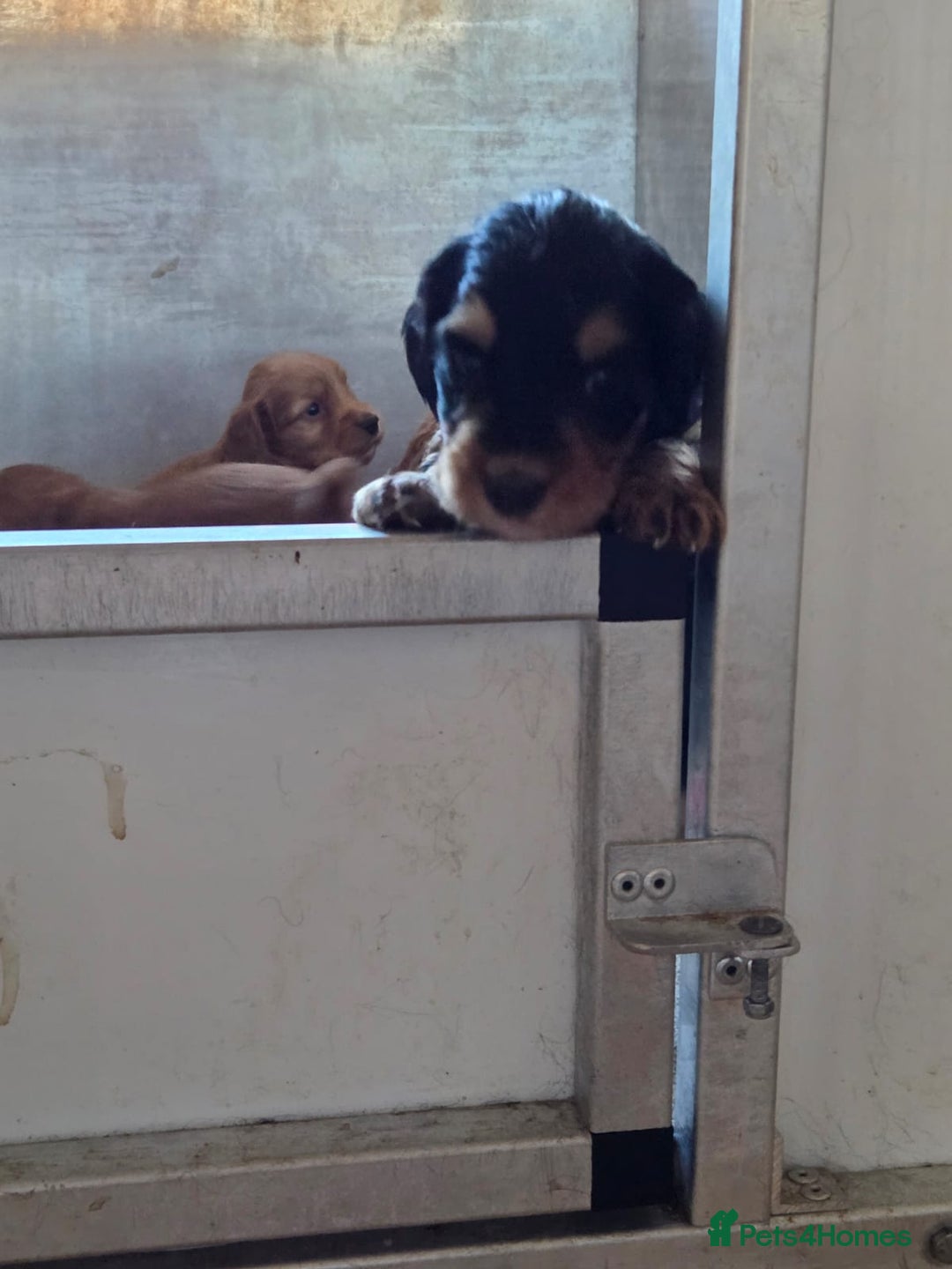 Cocker Spaniel dogs for sale: working cocker spaniels - Advert 4