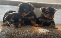 Yorkshire Terrier dogs for sale: Puree Yorkshire Terrier Puppies  - Image 3