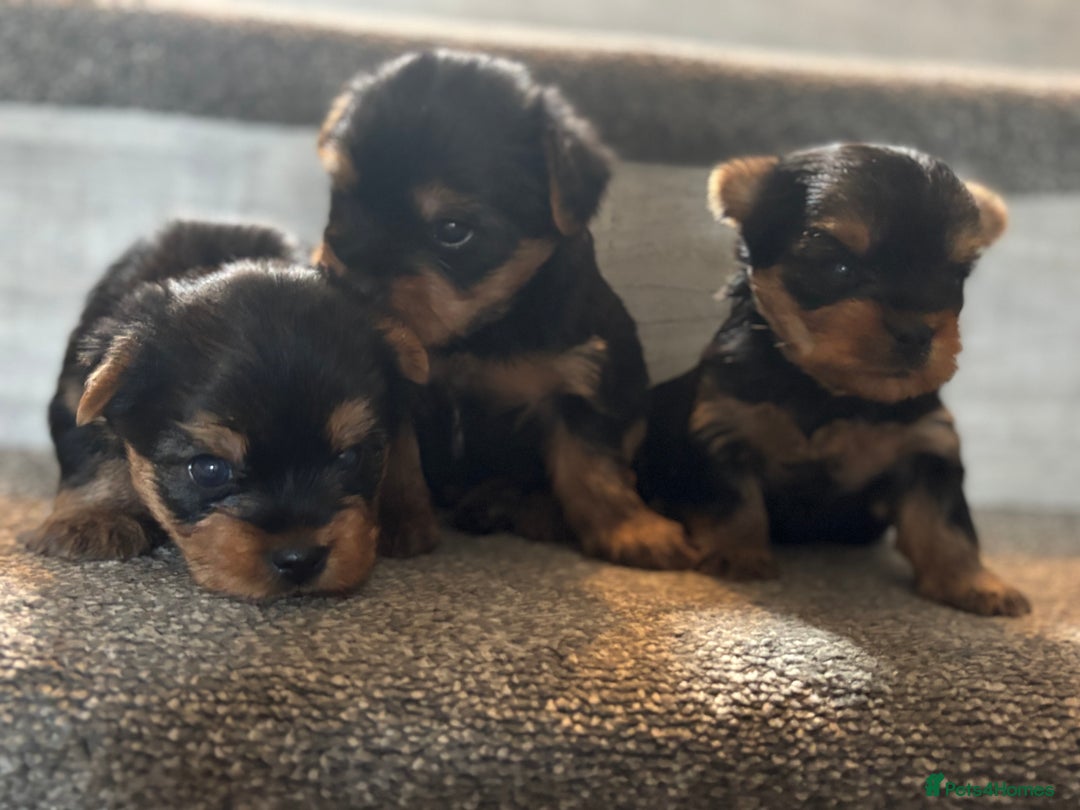 Yorkshire Terrier dogs for sale: Puree Yorkshire Terrier Puppies  - Image 3