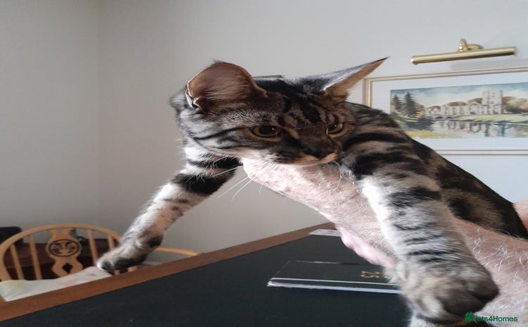 Savannah cats - Advert 3