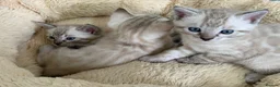 Mixed Breed cats for sale: Beautiful Snow White Bengal Kittens - Advert 2