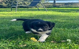 Mixed Breed dogs for sale: ⚫️ Well-natured, healthy Sprollies ⚪️ - Image 4