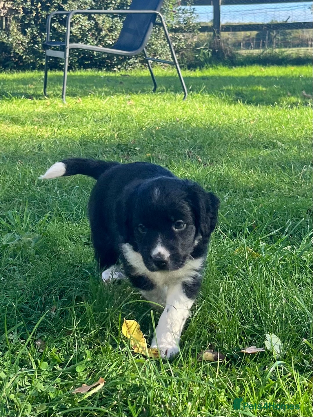 Mixed Breed dogs for sale: ⚫️ Well-natured, healthy Sprollies ⚪️ - Image 4