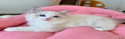 Ragdoll cats for sale: ✨ Exceptional Ragdoll Kittens Ready to leave ✨ - Advert 17