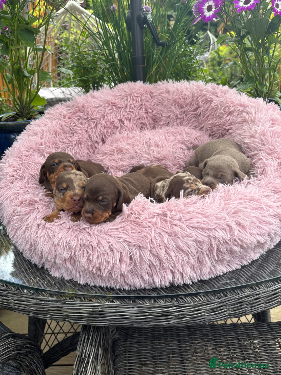 Miniature Dachshund dogs for sale: Gorgeous KC Miniature shorthair Dachshund Puppies  - Advert 22