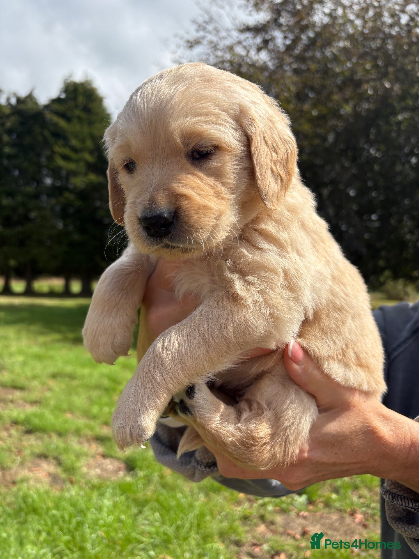 Golden Retriever dogs Beautiful chunky Golden Retriever puppies for sale - Advert 13