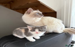 Ragdoll cats for sale: Grey calico ragdoll cross kitten - Image 1