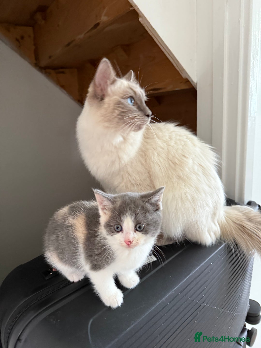 Ragdoll cats for sale: Grey calico ragdoll cross kitten - Image 1