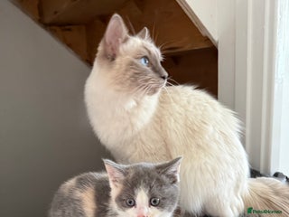 Ragdoll cats - Advert 6