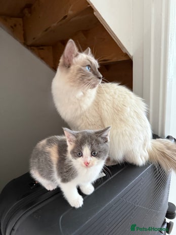 Ragdoll cats - Advert 3