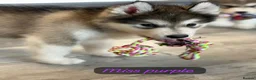 Alaskan Malamute dogs for sale: READY NOW Champion line KC Alaskan Malamute Pups  - Advert 3