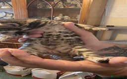 Bengal cats for sale: Kittens x bengal  - Advert 23