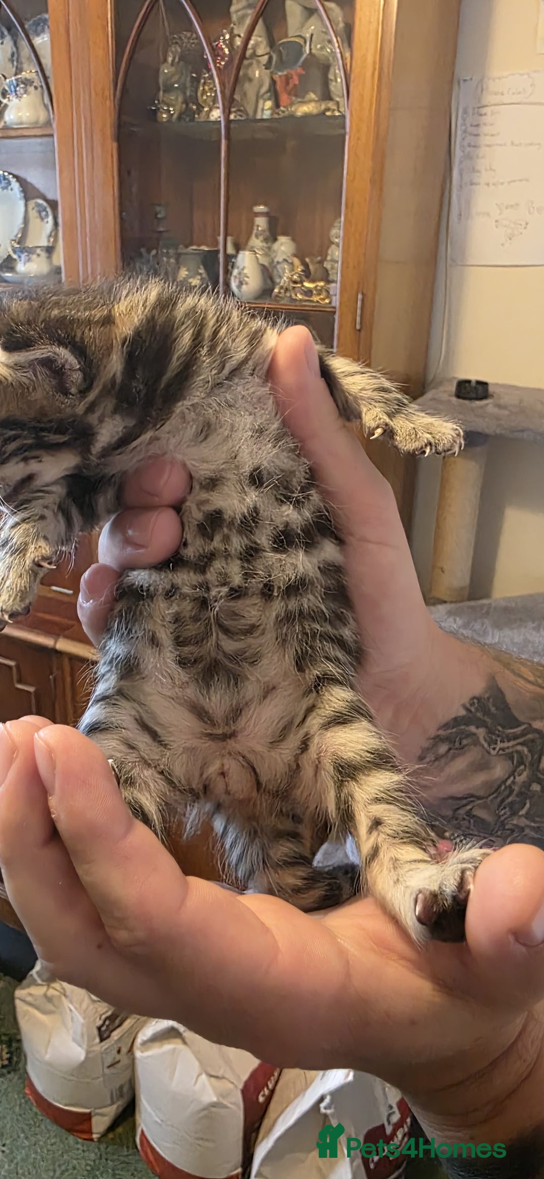 Bengal cats for sale: Kittens x bengal  - Advert 23