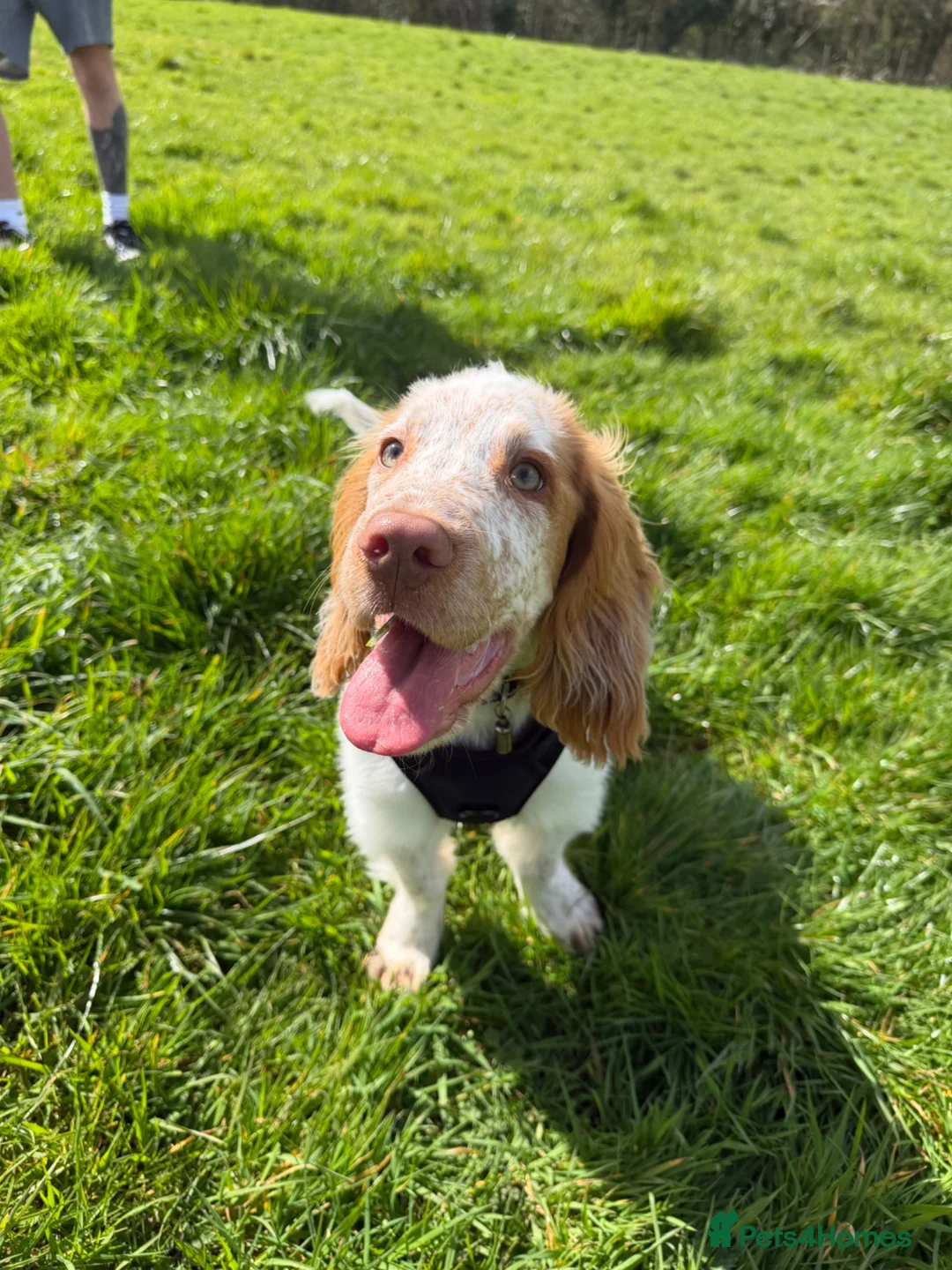 Cocker Spaniel dogs for sale: 6 month old male cocker spaniel  - Advert 1