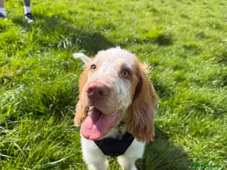 Cocker Spaniel dogs 6 month old male cocker spaniel - Advert 9