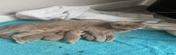 British Shorthair cats for sale: Champion line lilac British shorthair kittens - Advert 2