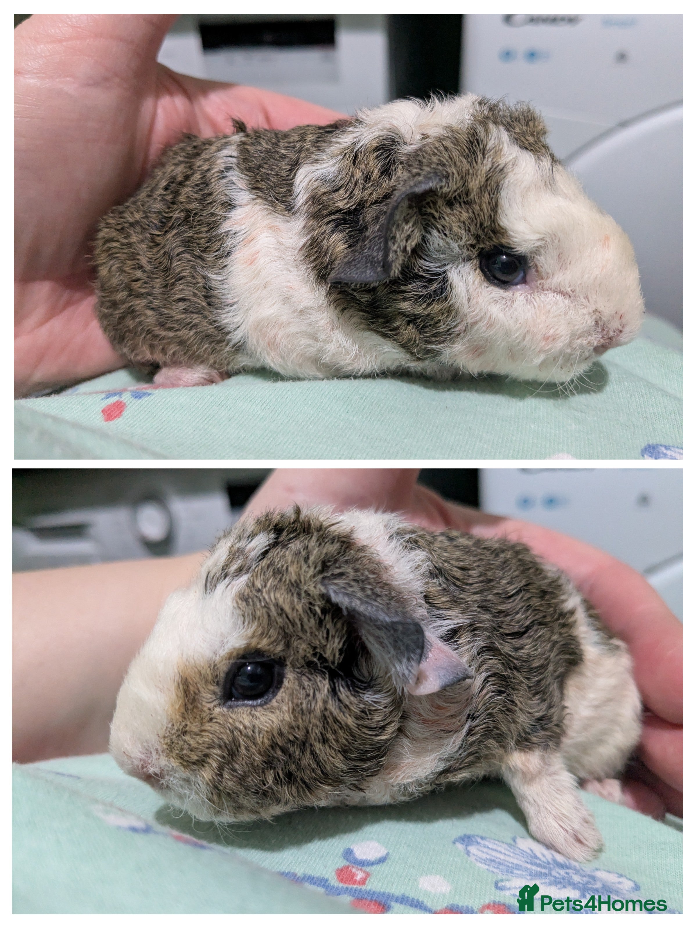 Guinea Pig rodents Two male baby teddy guinea pigs  - Advert 17