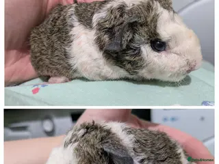 Guinea Pig rodents Two male baby teddy guinea pigs - Advert 8