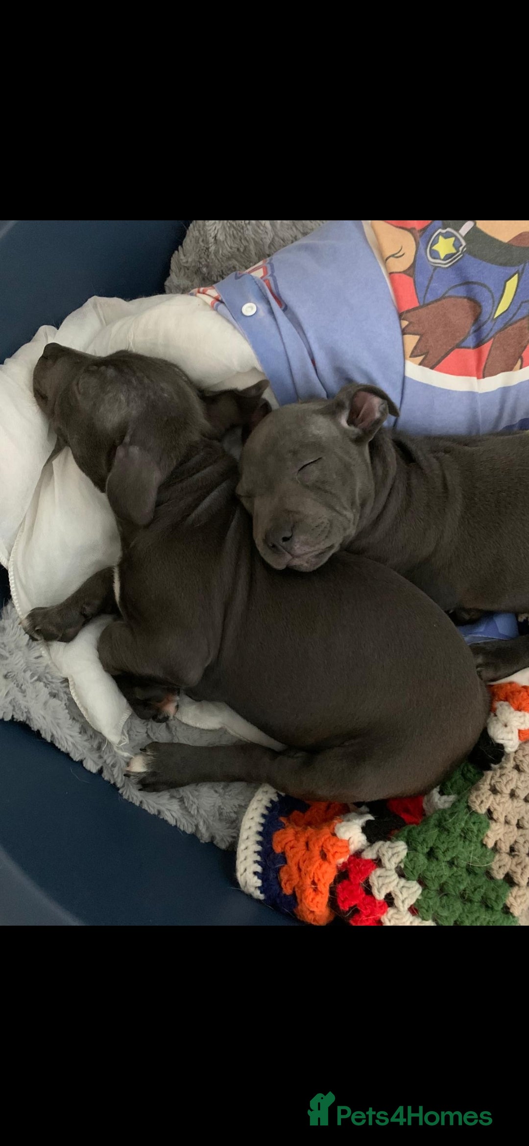 Staffordshire Bull Terrier dogs for sale: Female Staffordshire bull terrier  - Advert 1