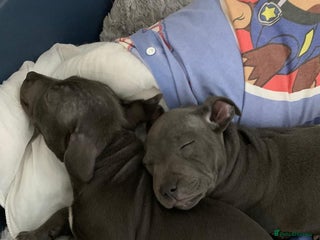 Staffordshire Bull Terrier dogs Female Staffordshire bull terrier - Advert 3