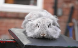 Mixed Breed rabbits for sale: Baby Lionheads Looking For Homes  - Image 12