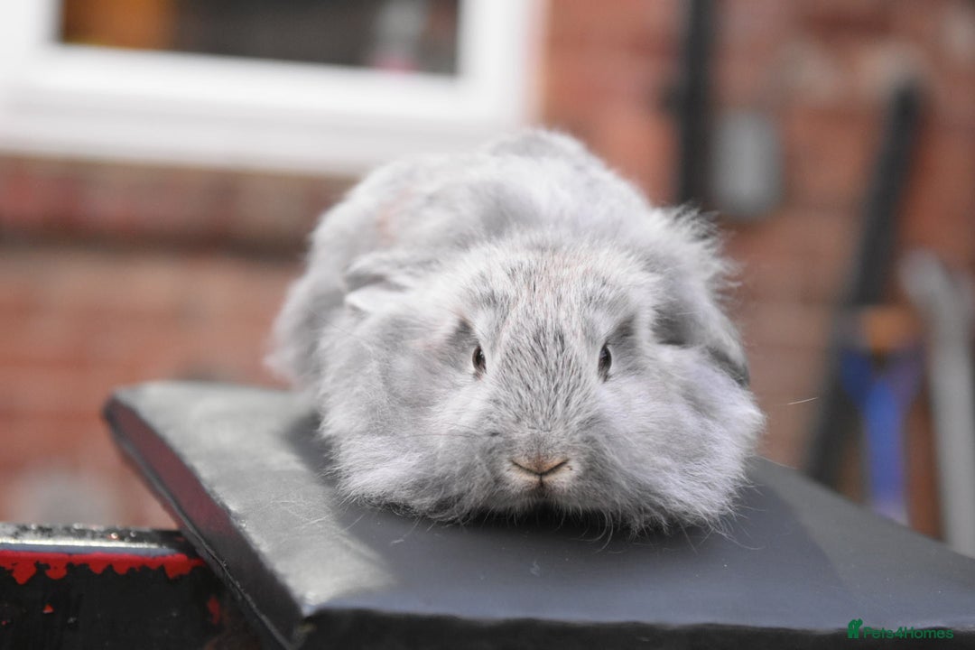 Mixed Breed rabbits for sale: Baby Lionheads Looking For Homes  - Image 12