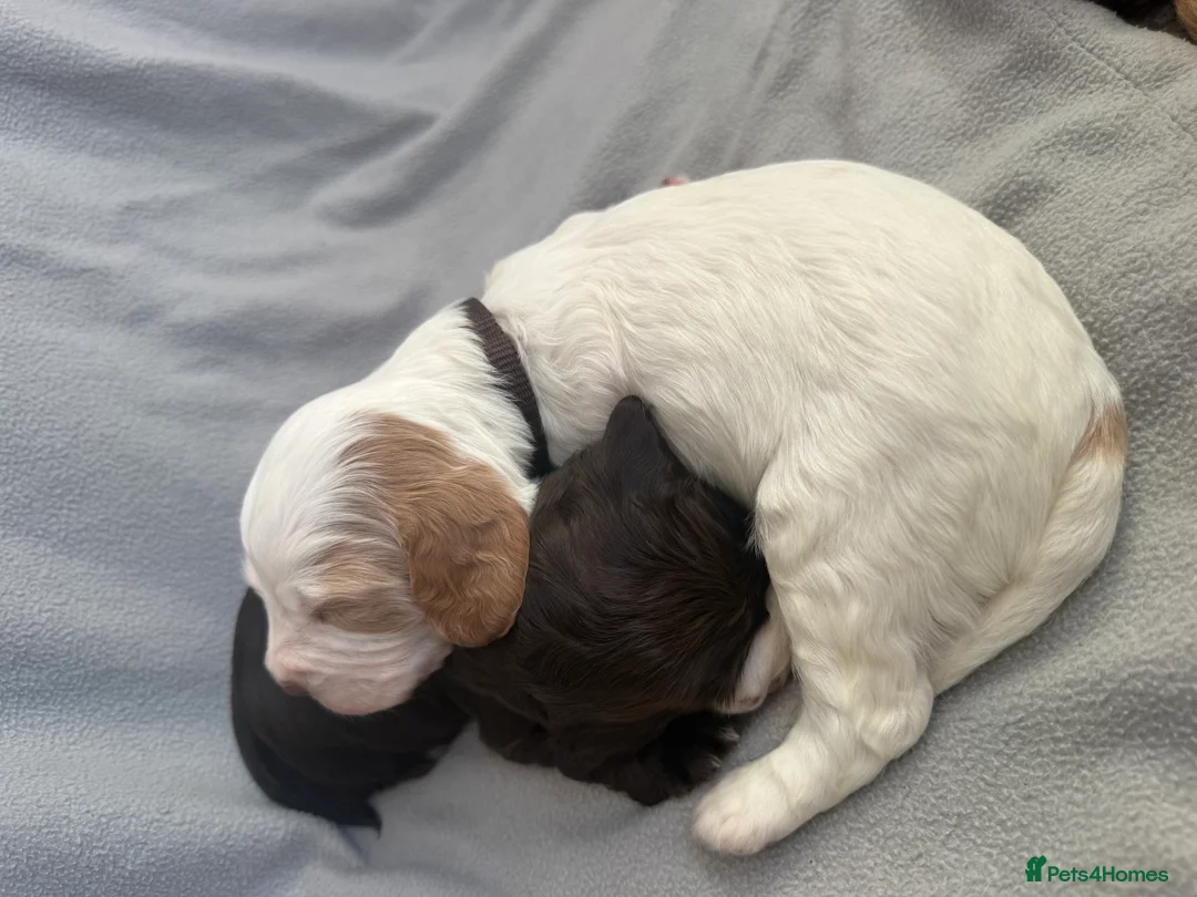 Cocker Spaniel dogs for sale: 🐶🐾 Exceptional Working Cocker Spaniel Puppies 🐾 - Advert 4