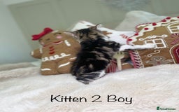 Mixed Breed cats for sale: Beautiful kittens 8 weeks old  - Advert 9
