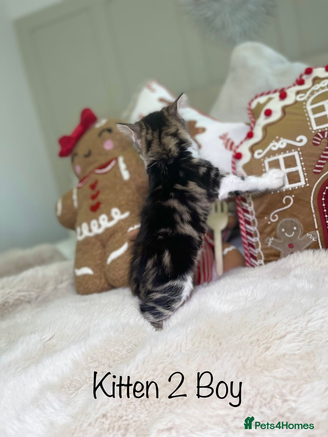 Mixed Breed cats for sale: Beautiful kittens 8 weeks old  - Advert 9