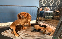 Cocker Spaniel dogs for sale: Kc registered, cocker spaniels. REDUCED PRICE! - Image 1