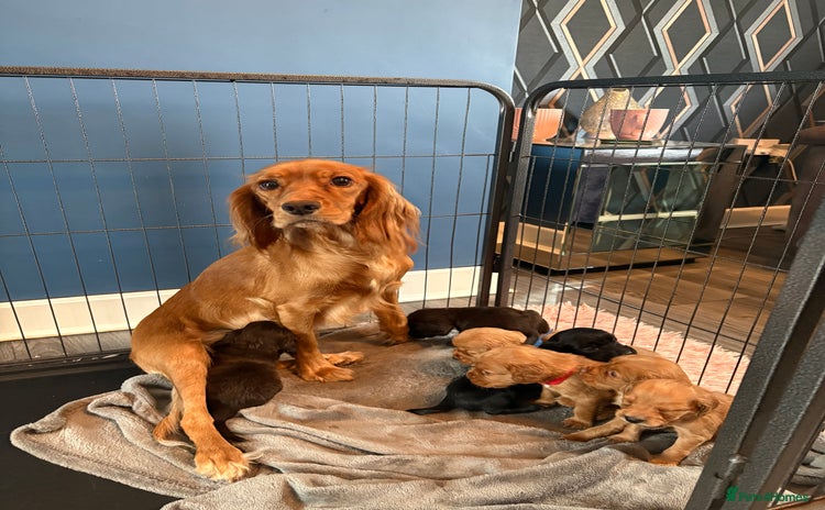Cocker Spaniel dogs - Advert 3
